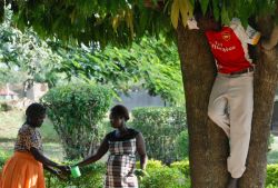 Attendants mango hunting